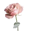 🌹