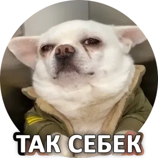 😕 ТАК СЕБЕК cane, meme, chihuahua, divertente, animale, carino whatsapp sticker