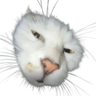😮 gato, animal, gato branco, animal de estimação telegram sticker