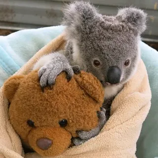 🐨 koala, teddy bear, cute, animal, wildlife, Australia telegram sticker