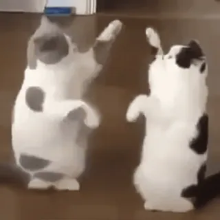 👐 cats, dancing, animals, pets, funny, cute whatsapp sticker