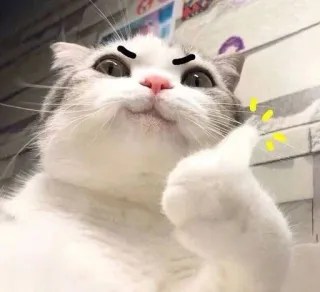👍 kucing, jempol ke atas, persetujuan, lucu, hewan, meme telegram sticker