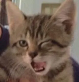 😉 cat, kitten, animal, pet, cute, feline telegram sticker