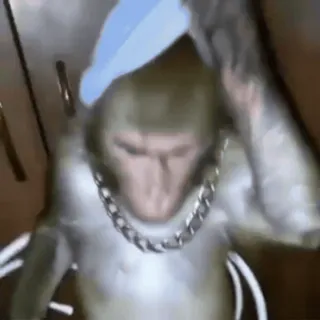 😇 macaco, animal, corrente, chapéu azul, primata, meme whatsapp sticker