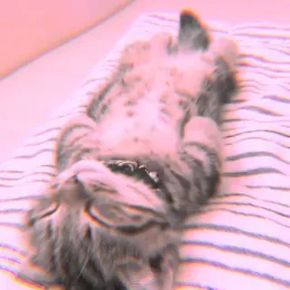 🐾 Katze, Tier, Haustier, schlafend, süß, häuslich, Katzenartig whatsapp sticker