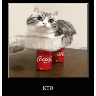 🤿 KTO chat, coca-cola, canettes de soda, drôle, humour, animal, chaton telegram sticker