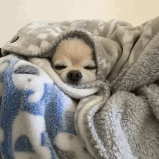 🐶 Hund, Chihuahua, Decke, süß, schlafend, gemütlich telegram sticker