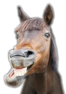 🤪 cavallo, animale, denti, divertente, sorriso whatsapp sticker