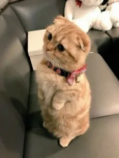 ✨ gato, gatinho, scottish fold, fofo, animal, animal doméstico telegram sticker