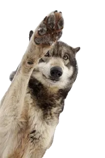 🐾 wilk, zwierzę, dzika przyroda, ssak, natura telegram sticker