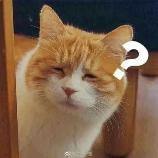 🤔 廿一酱 猫, はてなマーク, ペット, 動物, オレンジ色の猫, ミーム telegram sticker