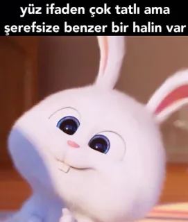 🤔 yüz ifaden çok tatlı ama şerefsize benzer bir halin var 토끼, 귀여운, 웃긴, 바니, 동물, 표정, 밈 whatsapp sticker