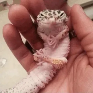 🧈 gecko léopard, gecko, animal, reptile, animal de compagnie, lézard telegram sticker