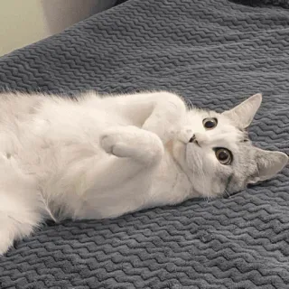😳 chat, mignon, animal de compagnie, animal, chaton, chat domestique, drôle whatsapp sticker