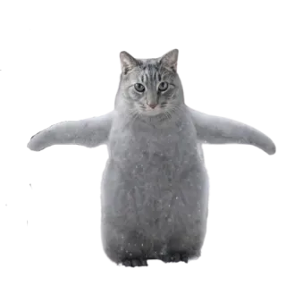 😬 cat, funny, t-pose, meme, animal, pet telegram sticker