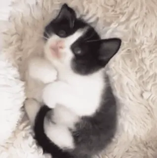 💕 chat, chaton, mignon, animal, animal de compagnie, noir et blanc whatsapp sticker