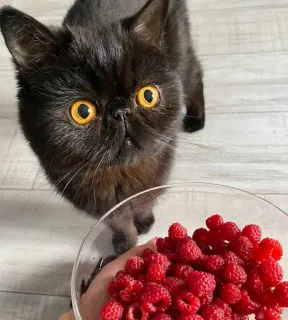 😳 gato, gato negro, frambuesa, mascota, animal, fruta, comida telegram sticker