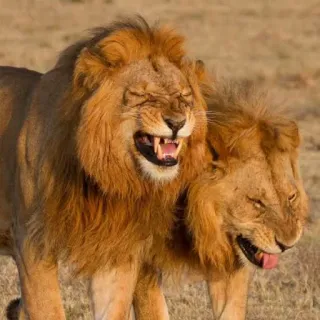 😂 leões, animais, vida selvagem, safári, grandes felinos telegram sticker
