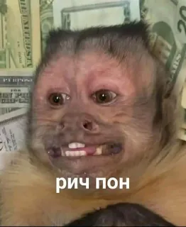💸 рич пон monkey, money, rich telegram sticker
