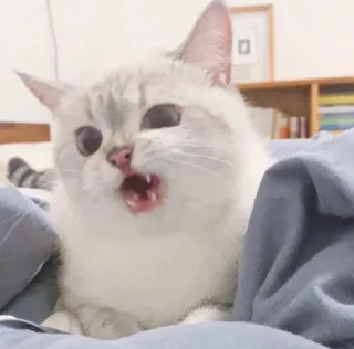 🥺 gato, animal, animal de estimação, felino, animal doméstico, boca aberta telegram sticker