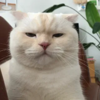 😐 Katze, Tier, Haustier, Katzenartig, süß telegram sticker