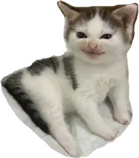 😏 gato, gatito, animal, lindo, mascota, felino telegram sticker
