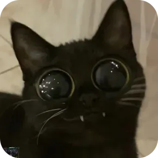 🐱 chat, chat noir, grands yeux, mignon, animal, animal de compagnie, chaton telegram sticker