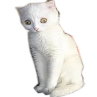 😓 kucing, anak kucing, putih, hewan, lucu, hewan peliharaan telegram sticker
