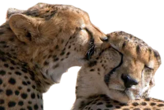 🌱 cheetah, animals, wildlife, cats, affection, love whatsapp sticker