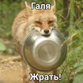 🍕 Галя
Жрать! raposa, animal, tigela, comida, faminto, texto russo, adesivo raposa telegram sticker