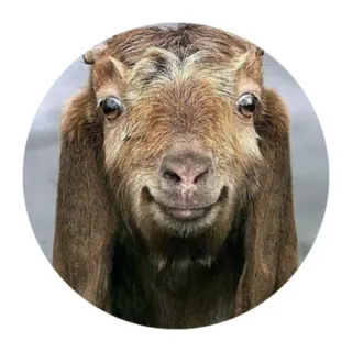 🙂 goat, animal, cute, funny telegram sticker