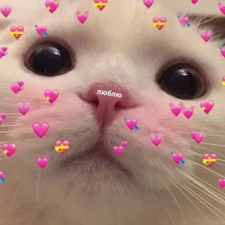 🩹 люблю Katze, Herzen, süß, Liebe, Russisch whatsapp sticker
