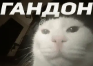 🥴 ГАНДОН chat, mème, offensant, russe whatsapp sticker