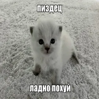 😎 пиздец
ладно похуй kitten, cat, meme, cute, animal whatsapp sticker