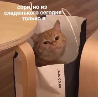😏 сори) но из сладенького сегодня только я แมว, สัตว์, น่ารัก, กระเป๋า, เก้าอี้ whatsapp sticker