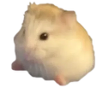 🐹 แฮมสเตอร์, สัตว์เลี้ยง, สัตว์, น่ารัก, สัตว์ฟันแทะ telegram sticker