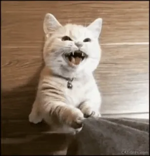 💞 猫, 动物, 小猫, 家畜, 可爱, 搞笑, 宠物 telegram sticker