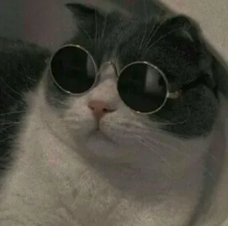 🍬 cat, sunglasses, animal, cool, pet whatsapp sticker