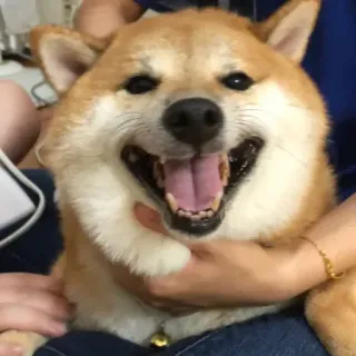 🏷 chó, shiba inu, thú cưng, động vật, vui vẻ, cười, dễ thương telegram sticker