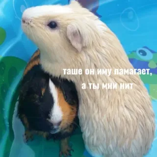 😭 таше он иму ламагает, а ты кни кни cochons d'Inde, mignon, animaux, animal de compagnie, amitié telegram sticker