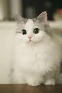 🐾 gato, animal, animal de estimação, fofo, fofo telegram sticker