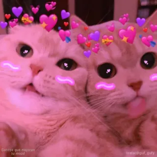 💖 Gatitos que mejoran tu mood gatti, gattini, carino, animali, cuori, buonumore, animali domestici telegram sticker