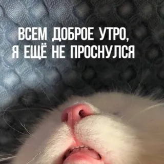 🌞 ВСЕМ ДОБРОЕ УТРО, Я ЕЩЁ НЕ ПРОСНУЛСЯ แมว, อรุณสวัสดิ์, ง่วง, เช้า, สัตว์, สัตว์เลี้ยง telegram sticker