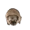 🐕