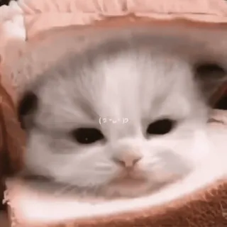 ♟ (◦´-`◦) кот, котёнок, хлеб, животное, милый, питомец, кавай telegram sticker