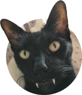 😈 cat, black cat, fangs, animal, pet, Halloween telegram sticker