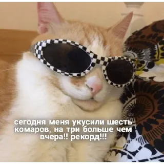 😎 сегодня меня укусили шесть комаров, на три больше чем вчера!! рекорд!!! แมว, แว่นกันแดด, ข้อความ, ตลก, สัตว์, สัตว์เลี้ยง, ยุง, กัด telegram sticker