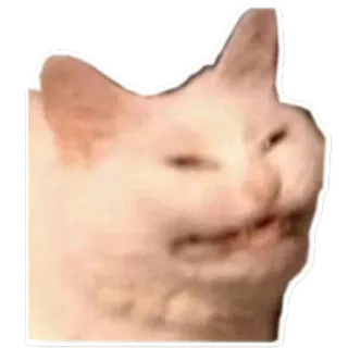 😭 gato, meme, animal, divertido, mascota, gato blanco, borroso telegram sticker
