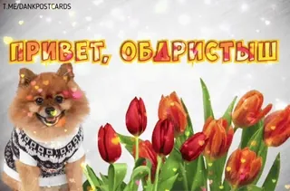 🌟 ПРИВЕТ, ОБДРИСТЫШ chien, fleurs, salutation, tulipes, carte postale, russe telegram sticker