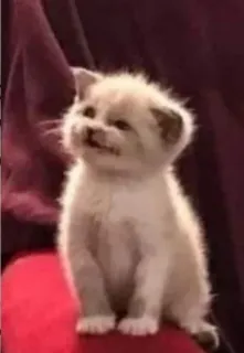 😃 кот, котенок, милый, домашнее животное, животное telegram sticker